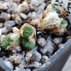 conophytum obcordellum Rolfii