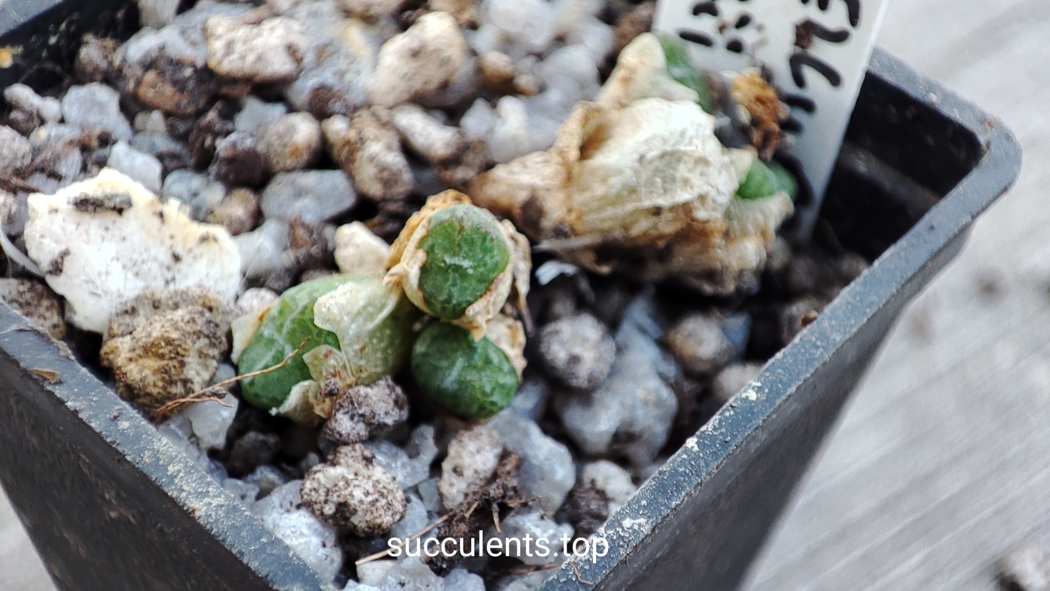 conophytum obcordellum Rolfii