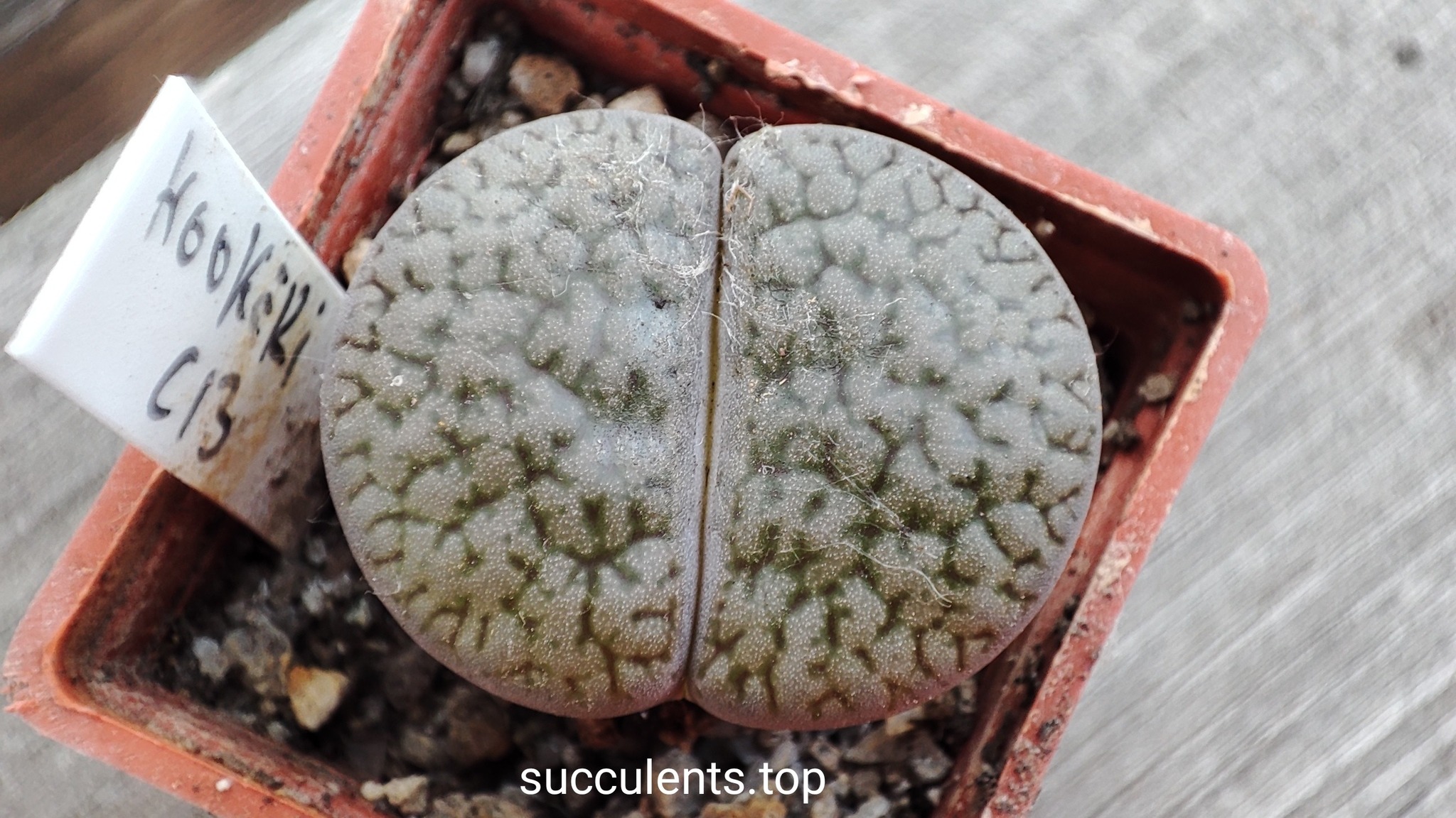 lithops hoockeri C13