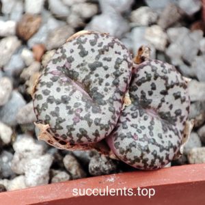 conophytum obcordellum pavelori