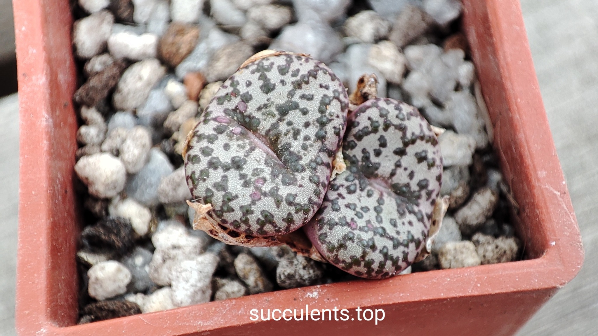 conophytum obcordellum pavelori