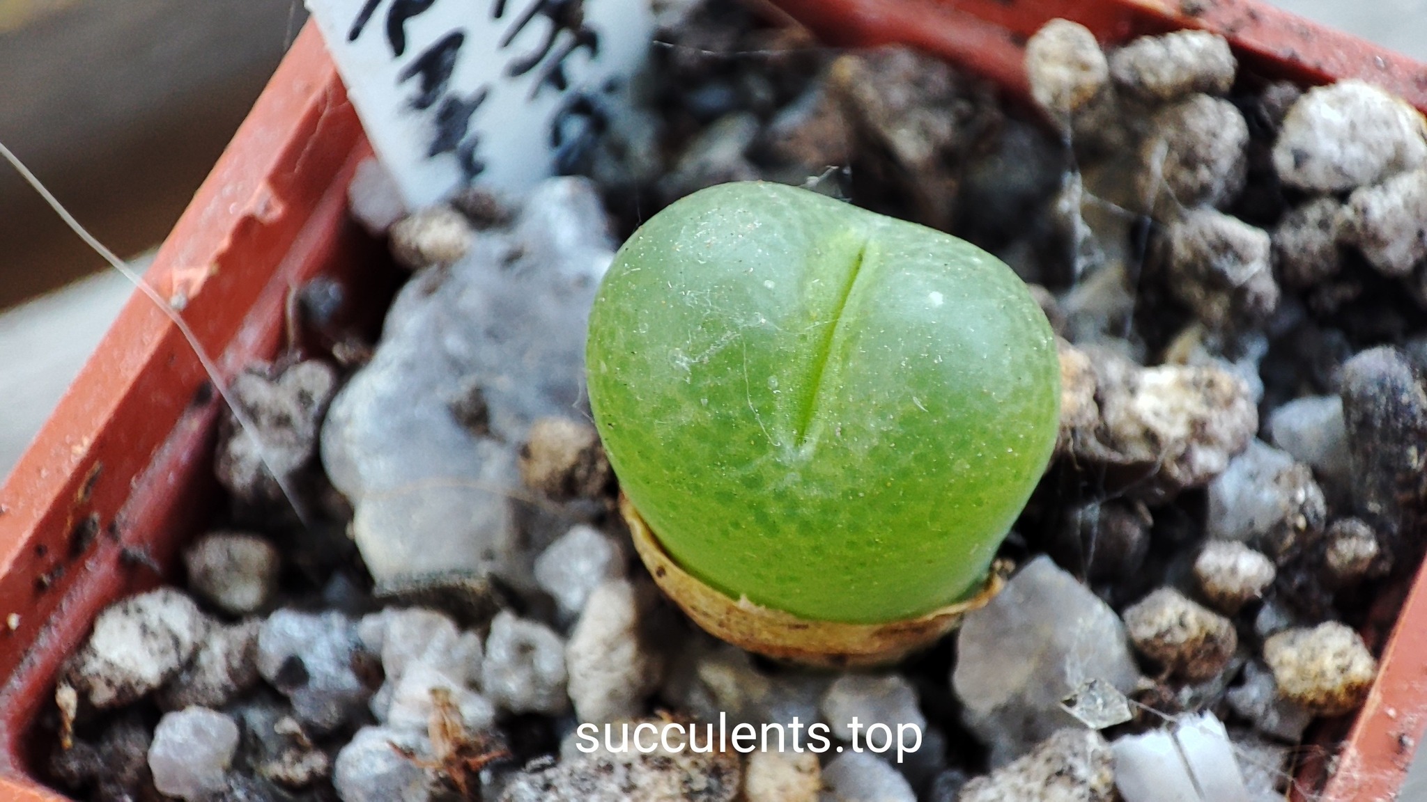 conophytum subfenestratum
