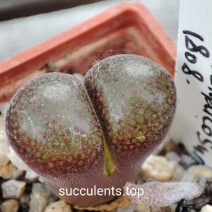 conophytum verrucosum MG1808