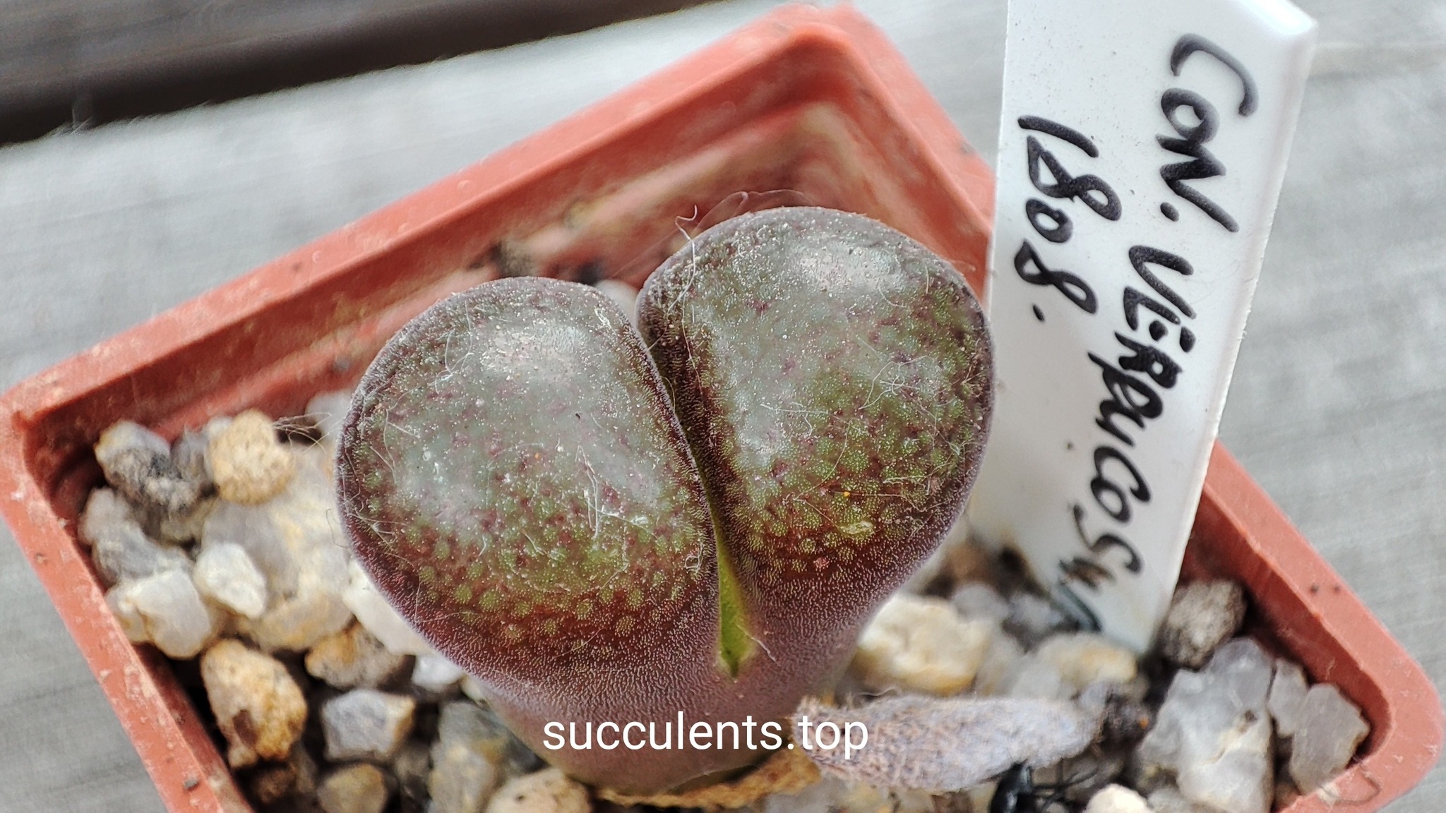 conophytum verrucosum MG1808