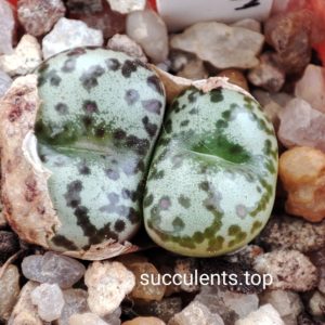 conophytum obcardellum Giftbergense