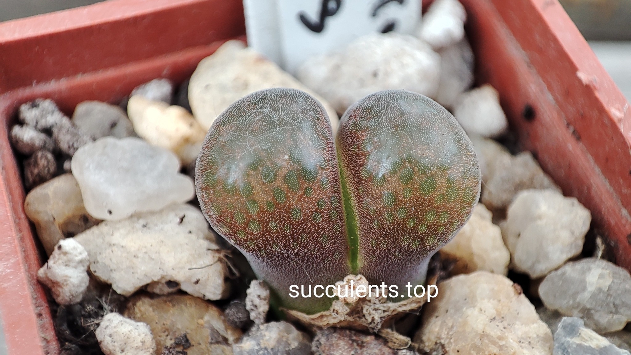 conophytum verrucosum MG1809