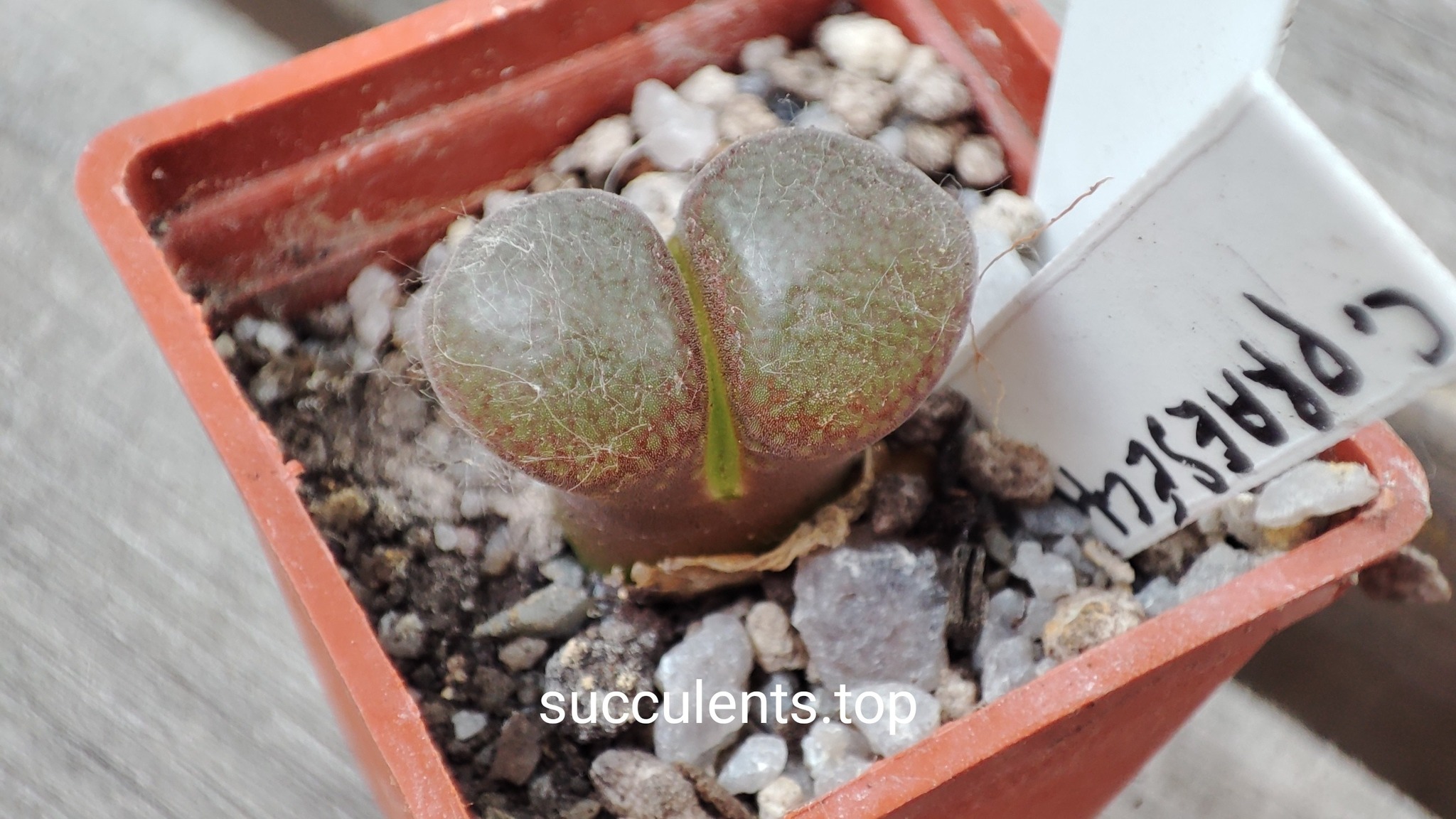 conophytum praesectum