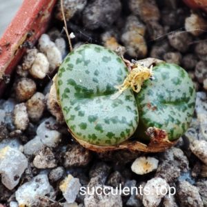 conophytum obcordellum pavellori