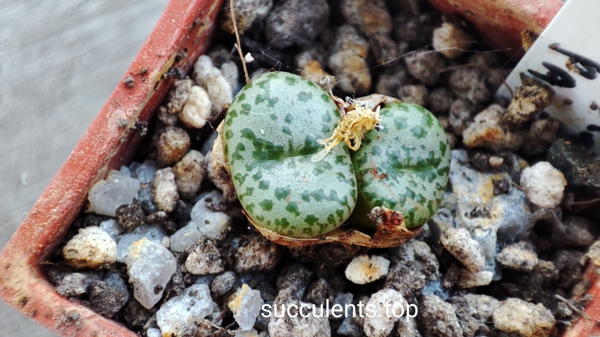 conophytum obcordellum pavellori