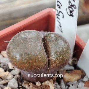conophytum verrucosum MG1809