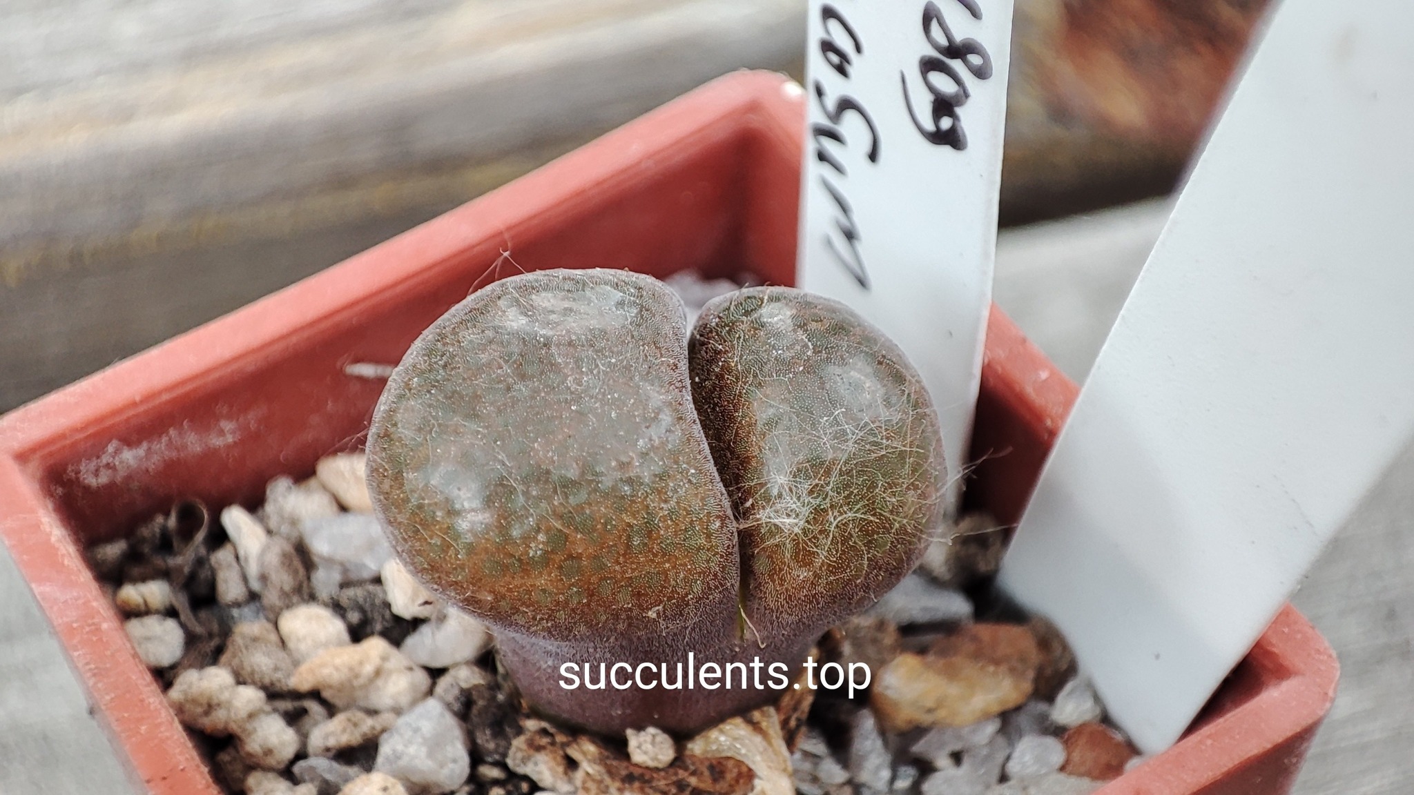 conophytum verrucosum MG1809