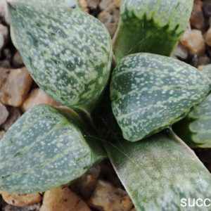 haworthia picta GM259