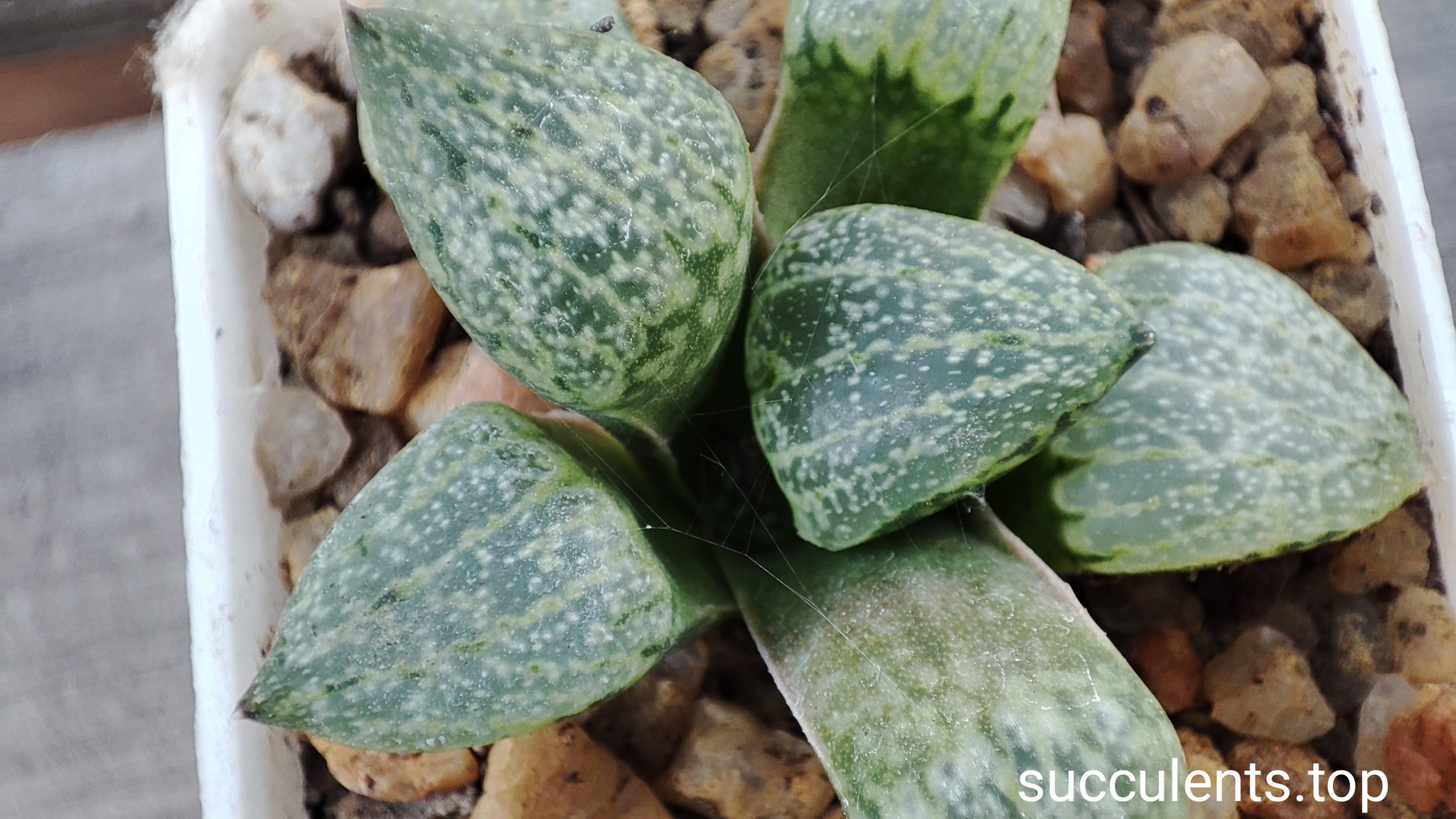 haworthia picta GM259