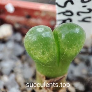 conophytum sp MG1810.24
