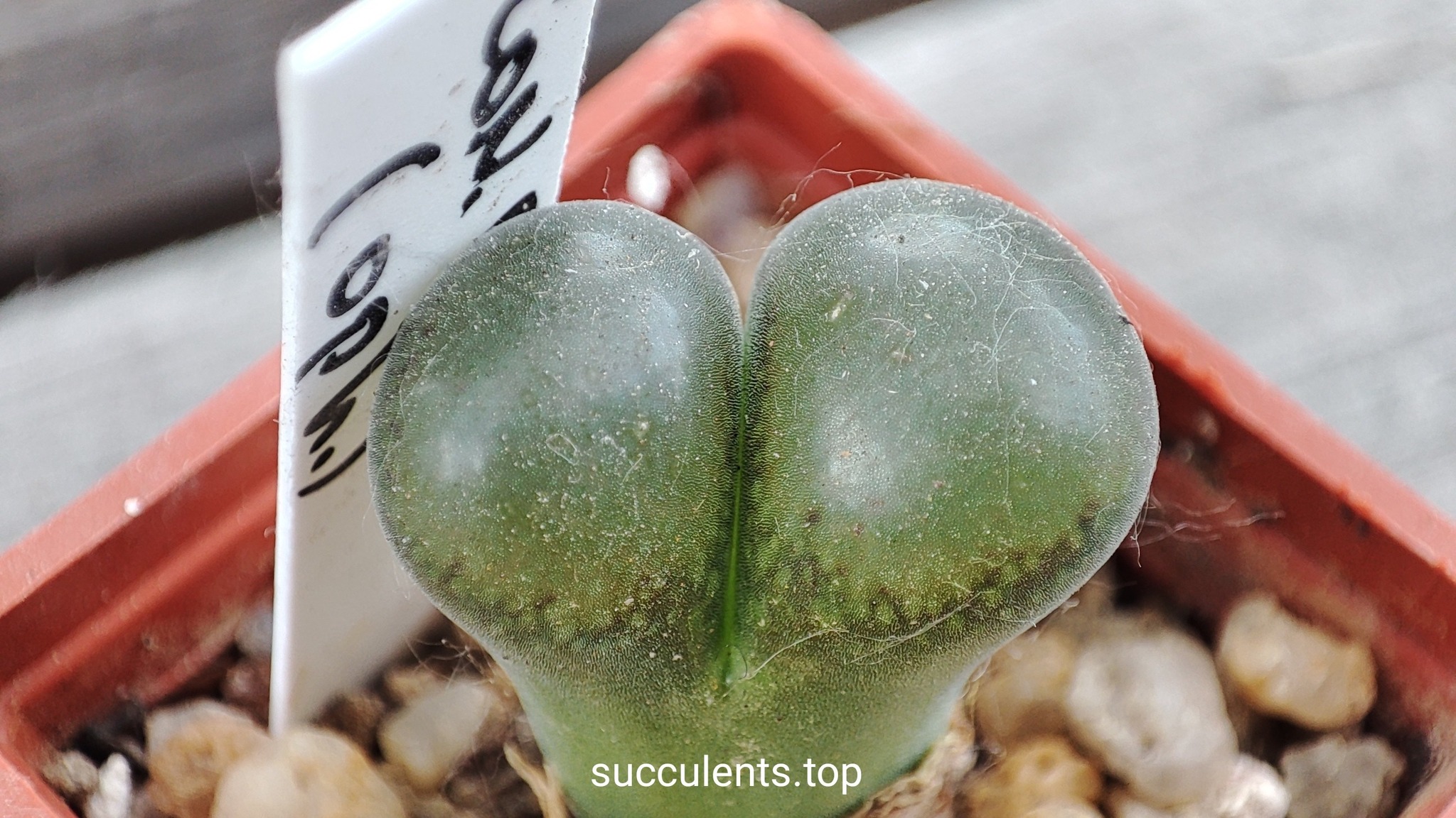 conophytum sp red