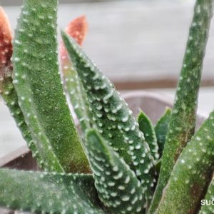 haworthia minima