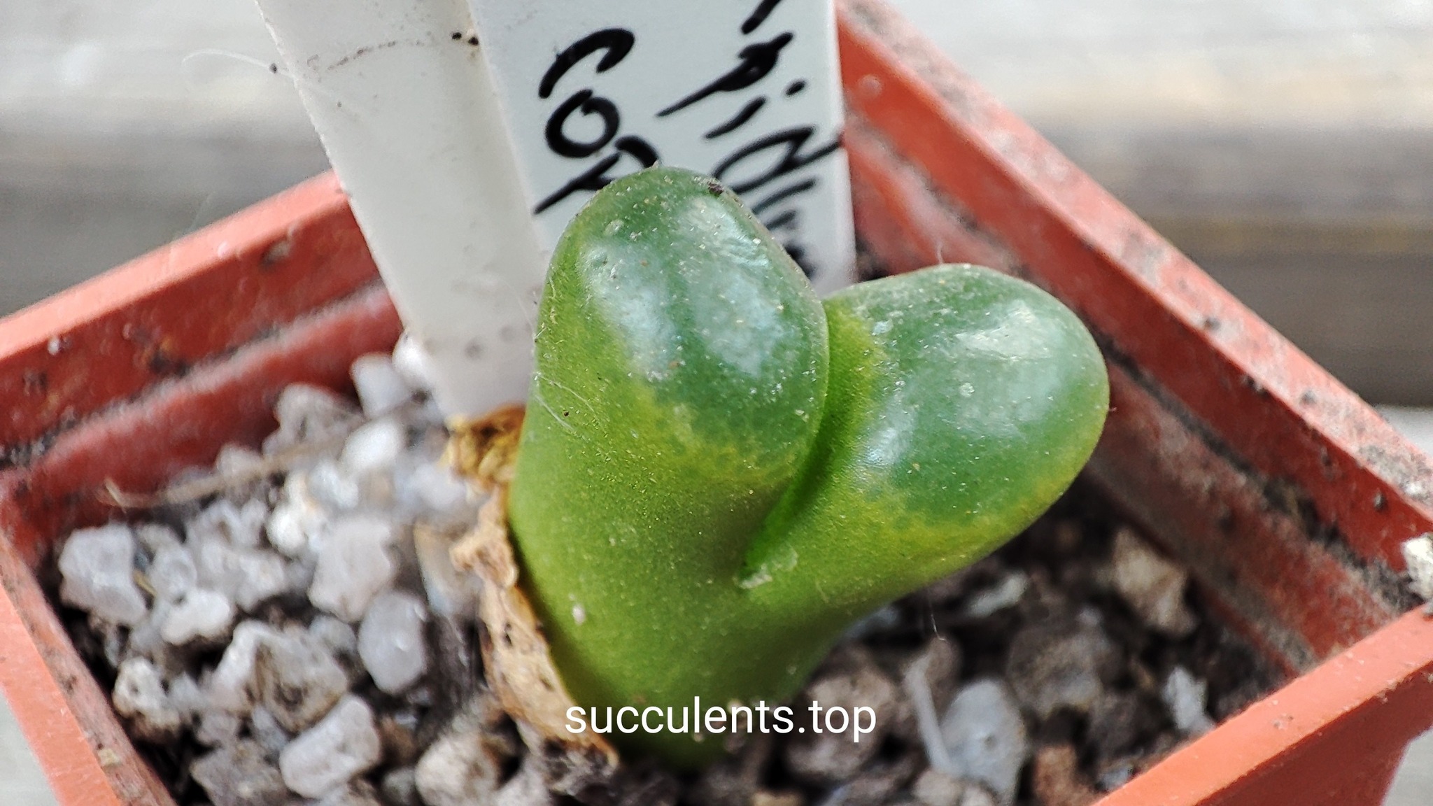 conophytum limpidum COP309-3