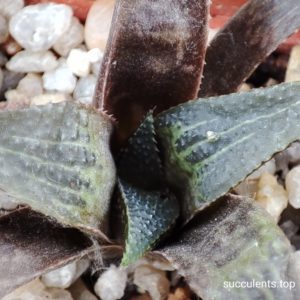 haworthia mirrabilis badia