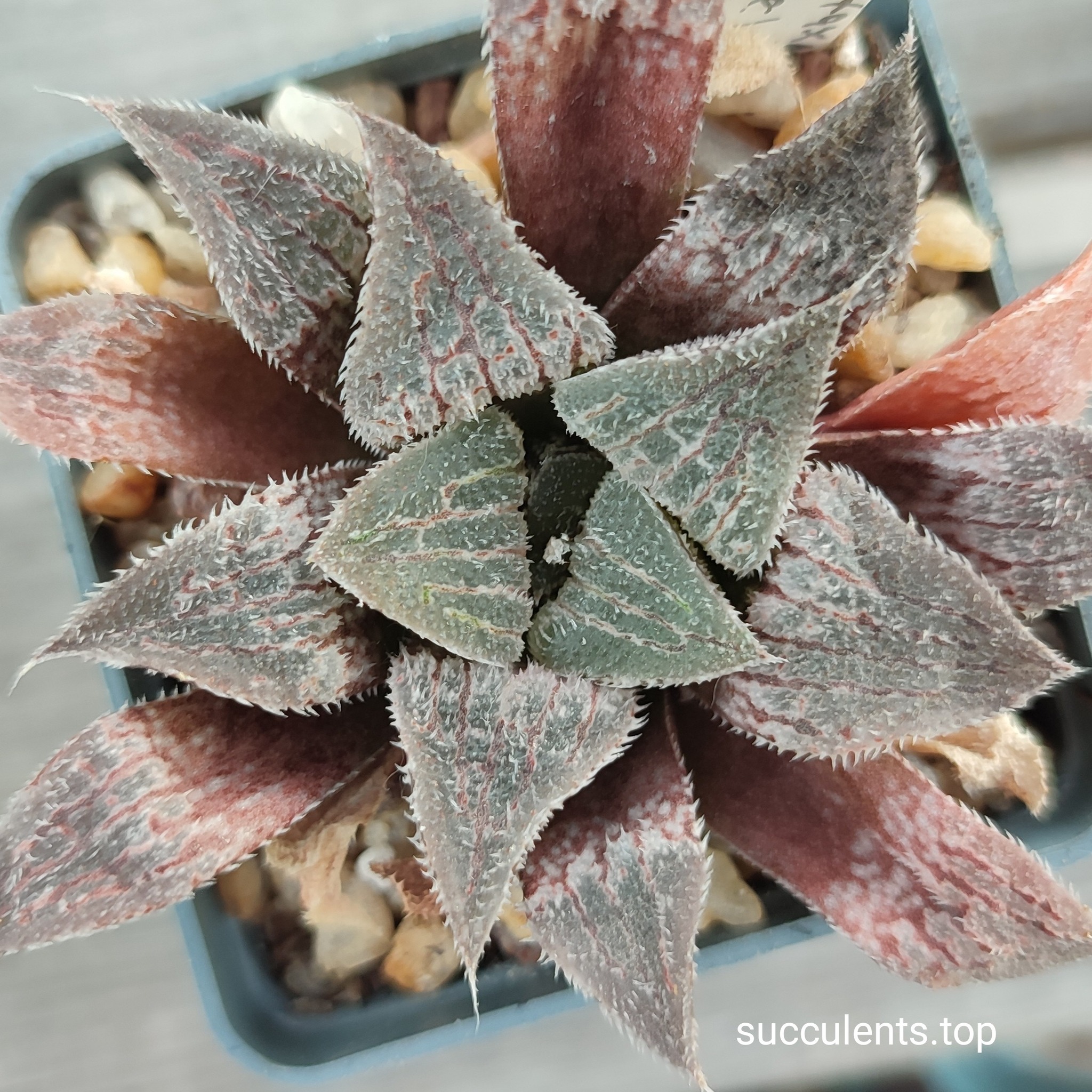 haworthia selection (pygmeae x )