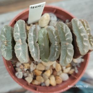 haworthia truncata gyoku-ichi x tr