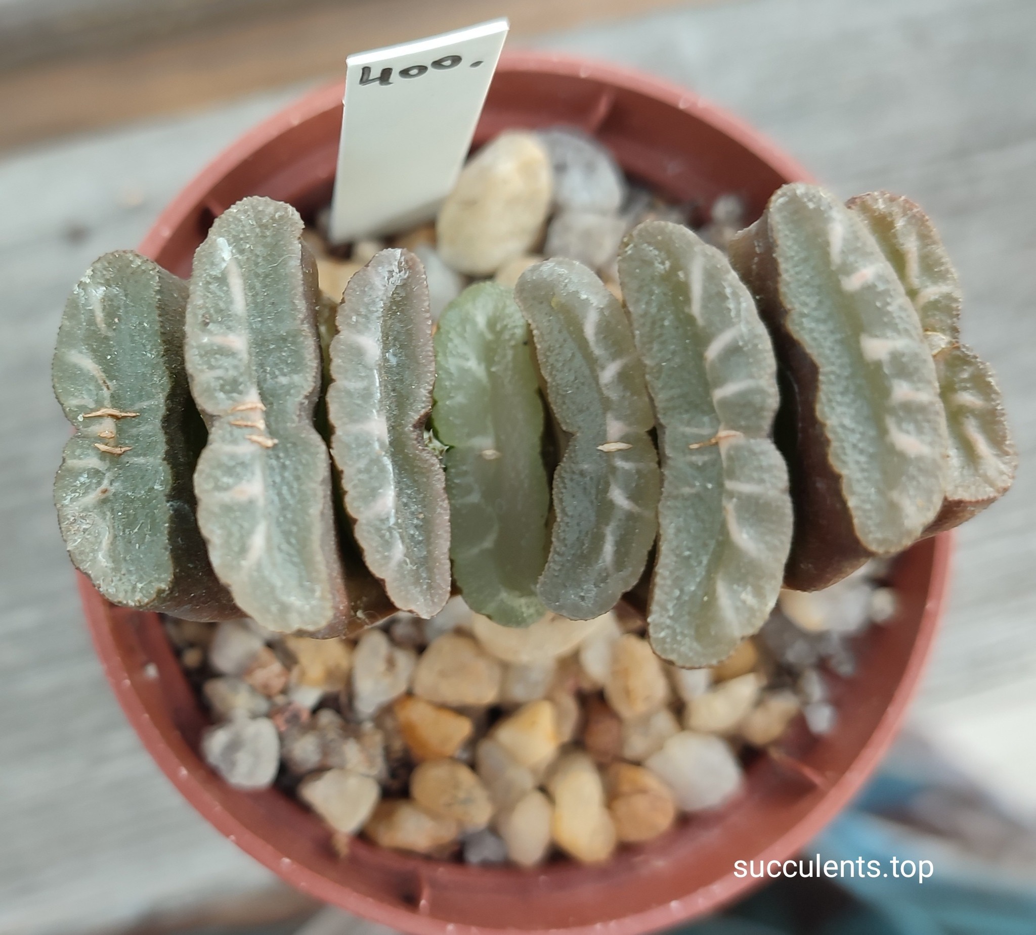 haworthia truncata gyoku-ichi x tr