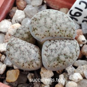 lithops verruculosa C196