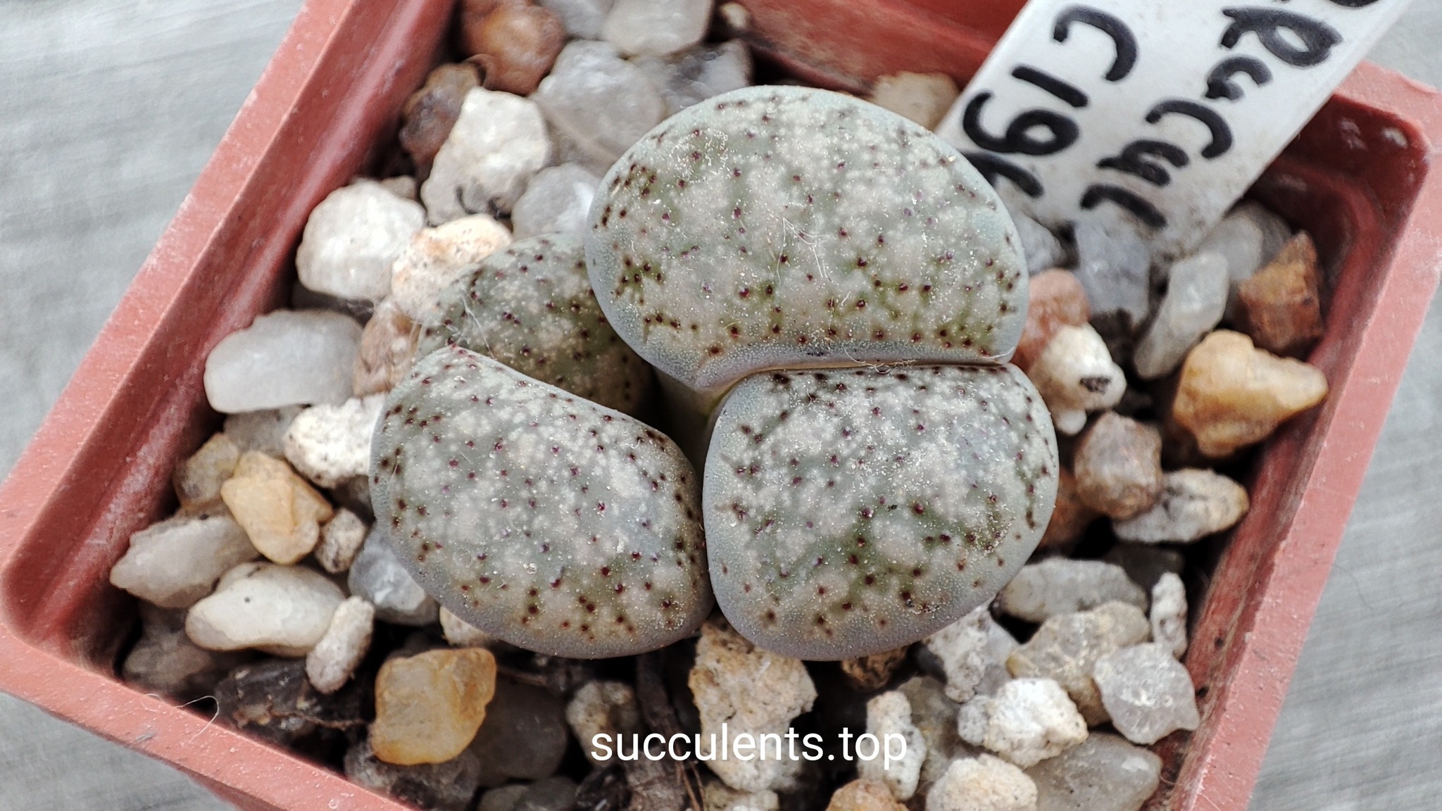 lithops verruculosa C196