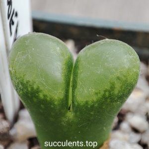 conophytum haramoepense