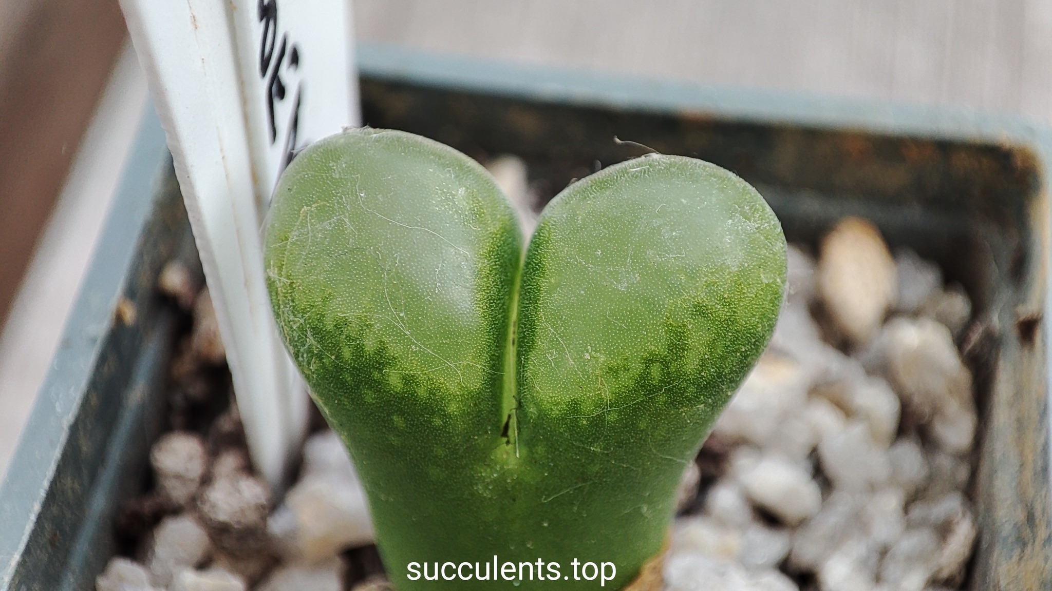 conophytum haramoepense