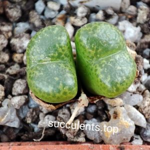 conophytum limpidum COP145-5