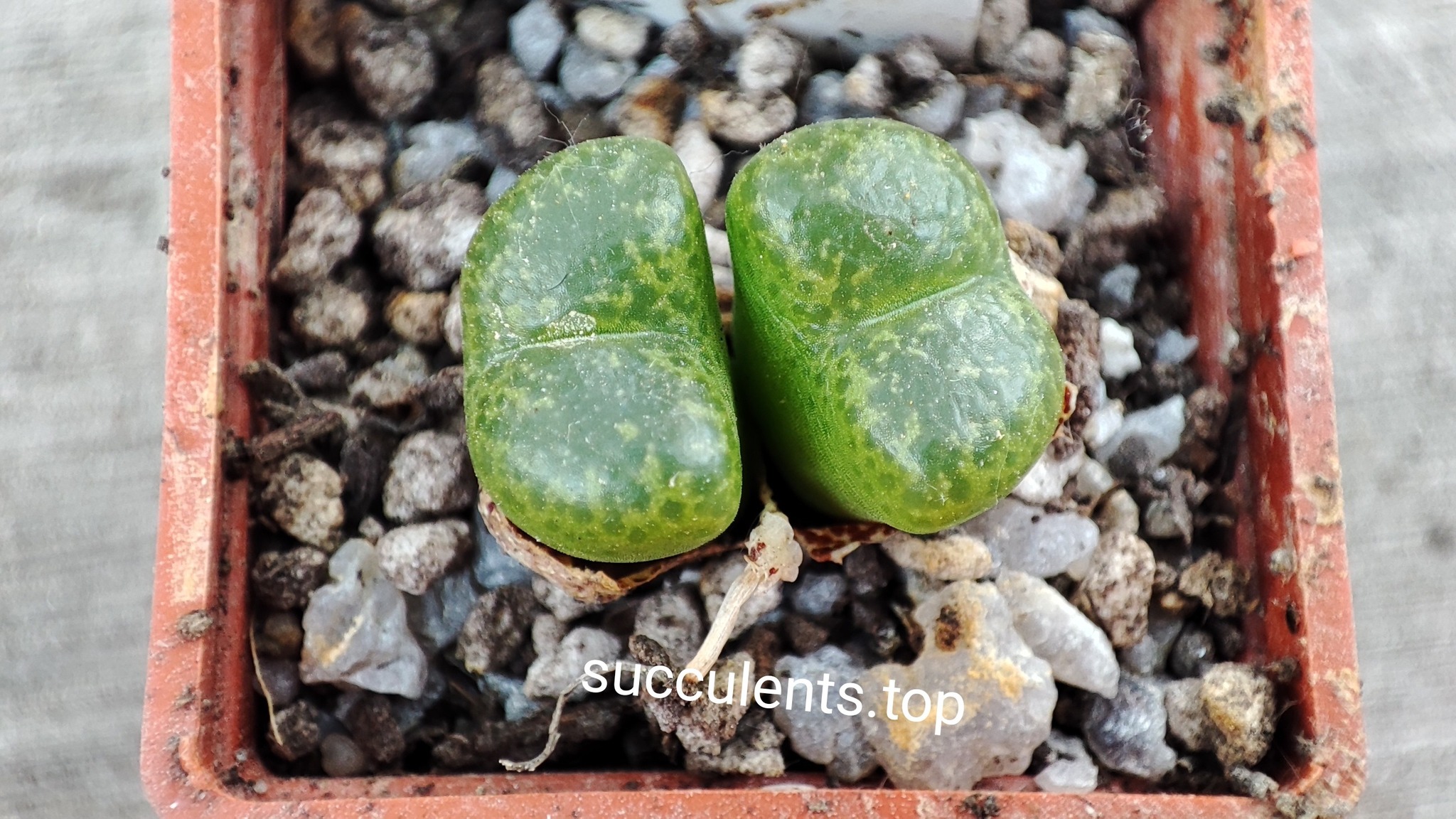 conophytum limpidum COP145-5