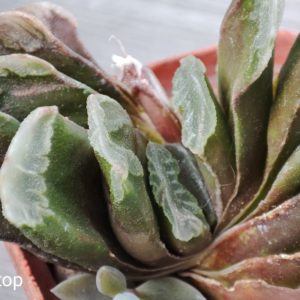 haworthia truncata hybrid