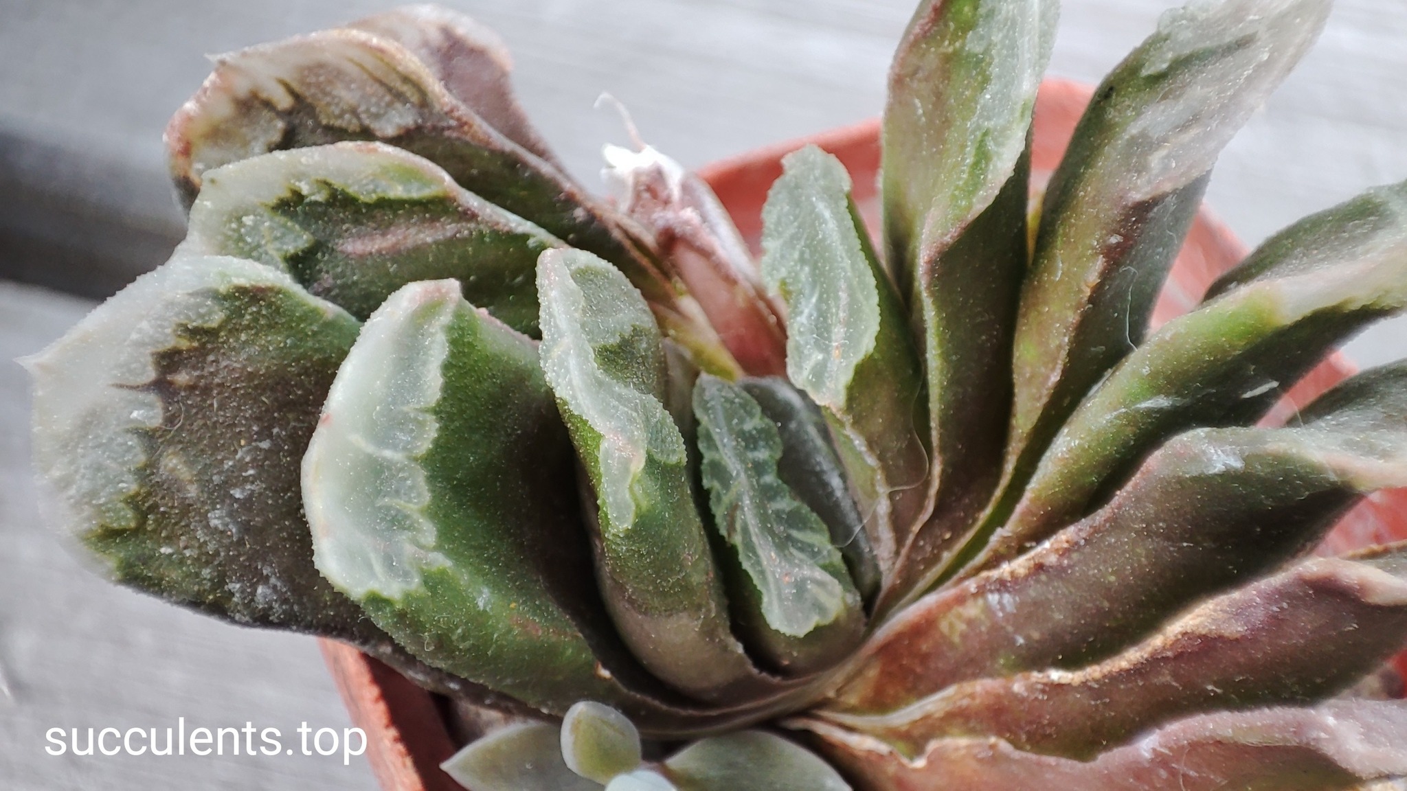 haworthia truncata hybrid