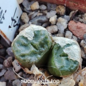 lithops angelicae tetragonum MG1410.62
