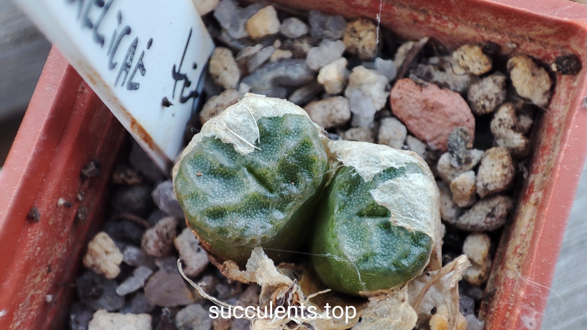 lithops angelicae tetragonum MG1410.62