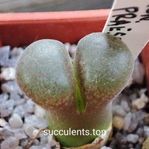 conophytum praesectum