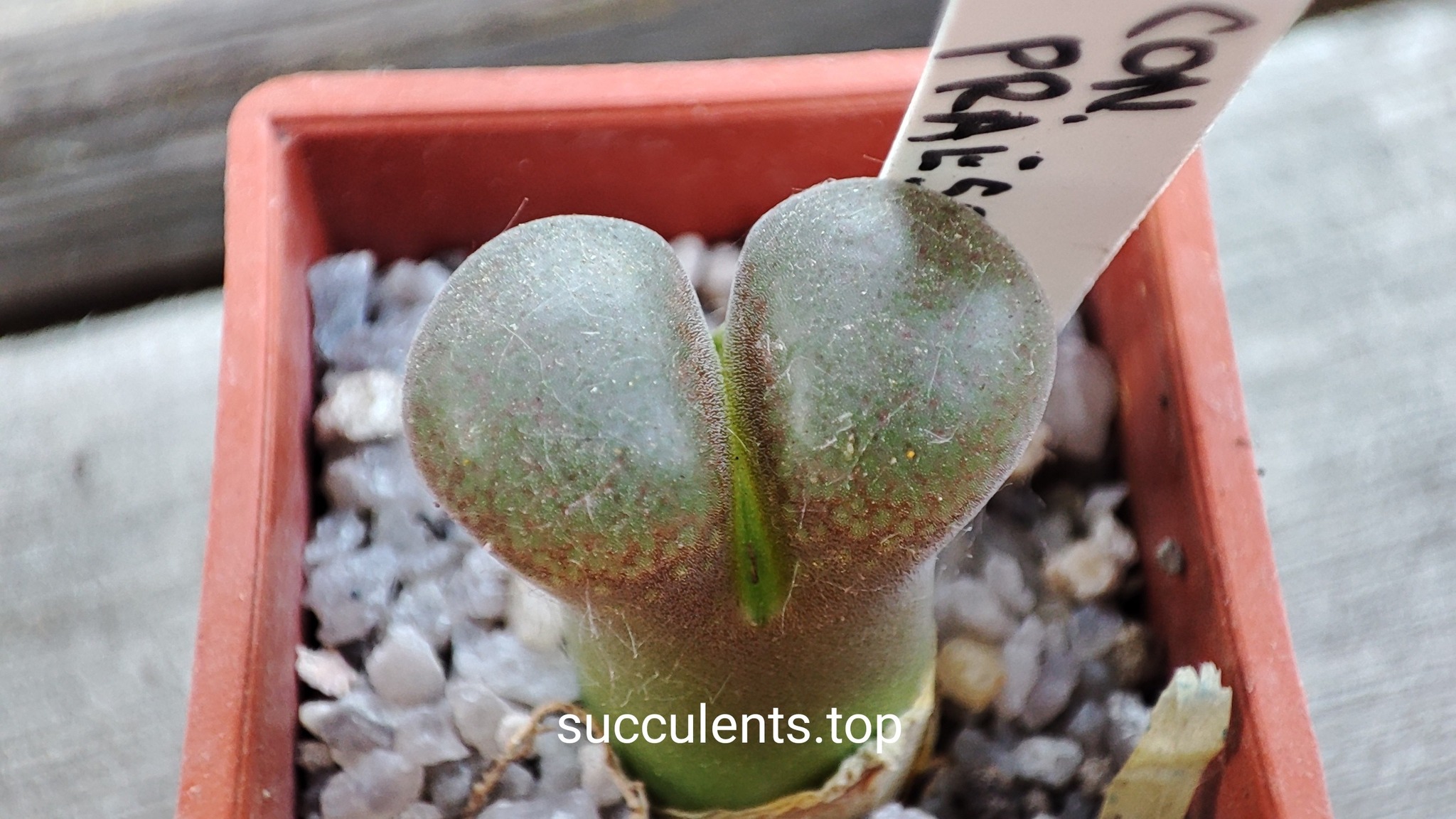 conophytum praesectum