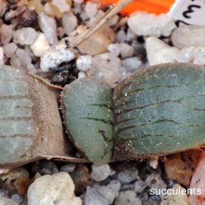 haworthia springbokvlakensis