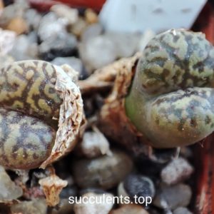conophytum pellucidum