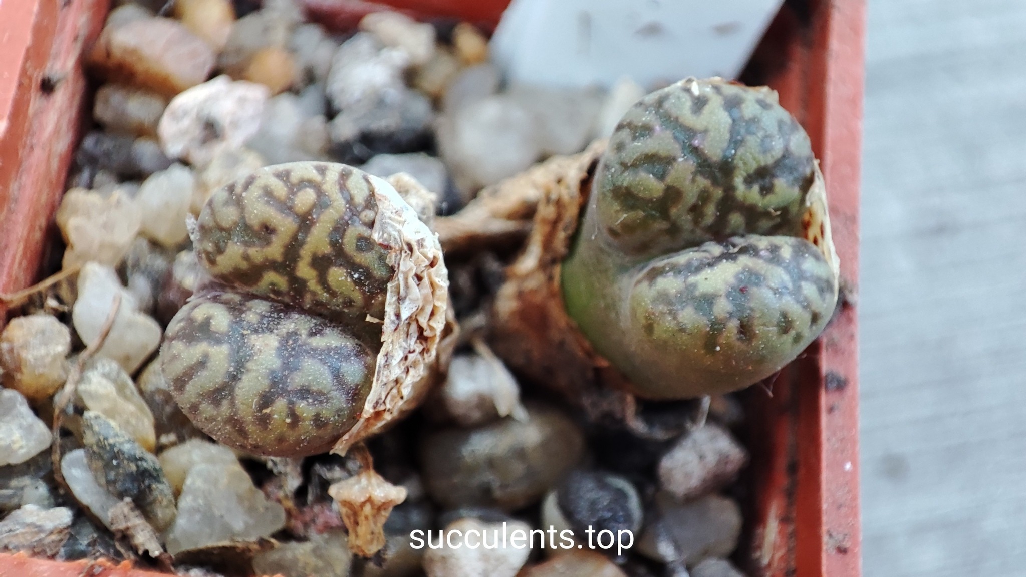 conophytum pellucidum