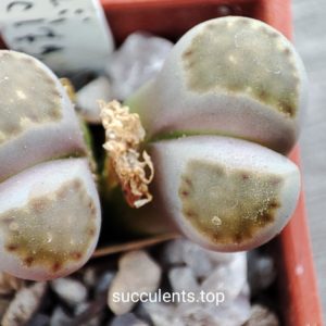 lithops julii C179