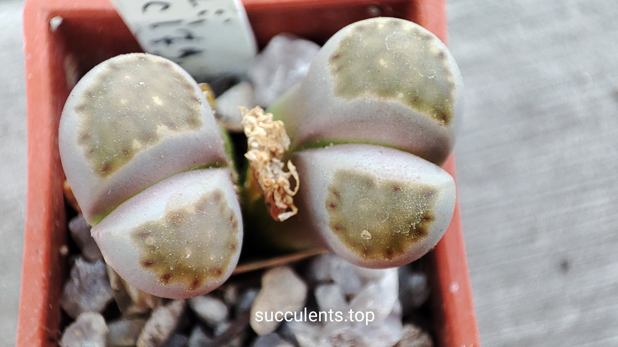 lithops julii C179
