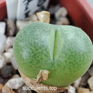 conophytum subfenestratum