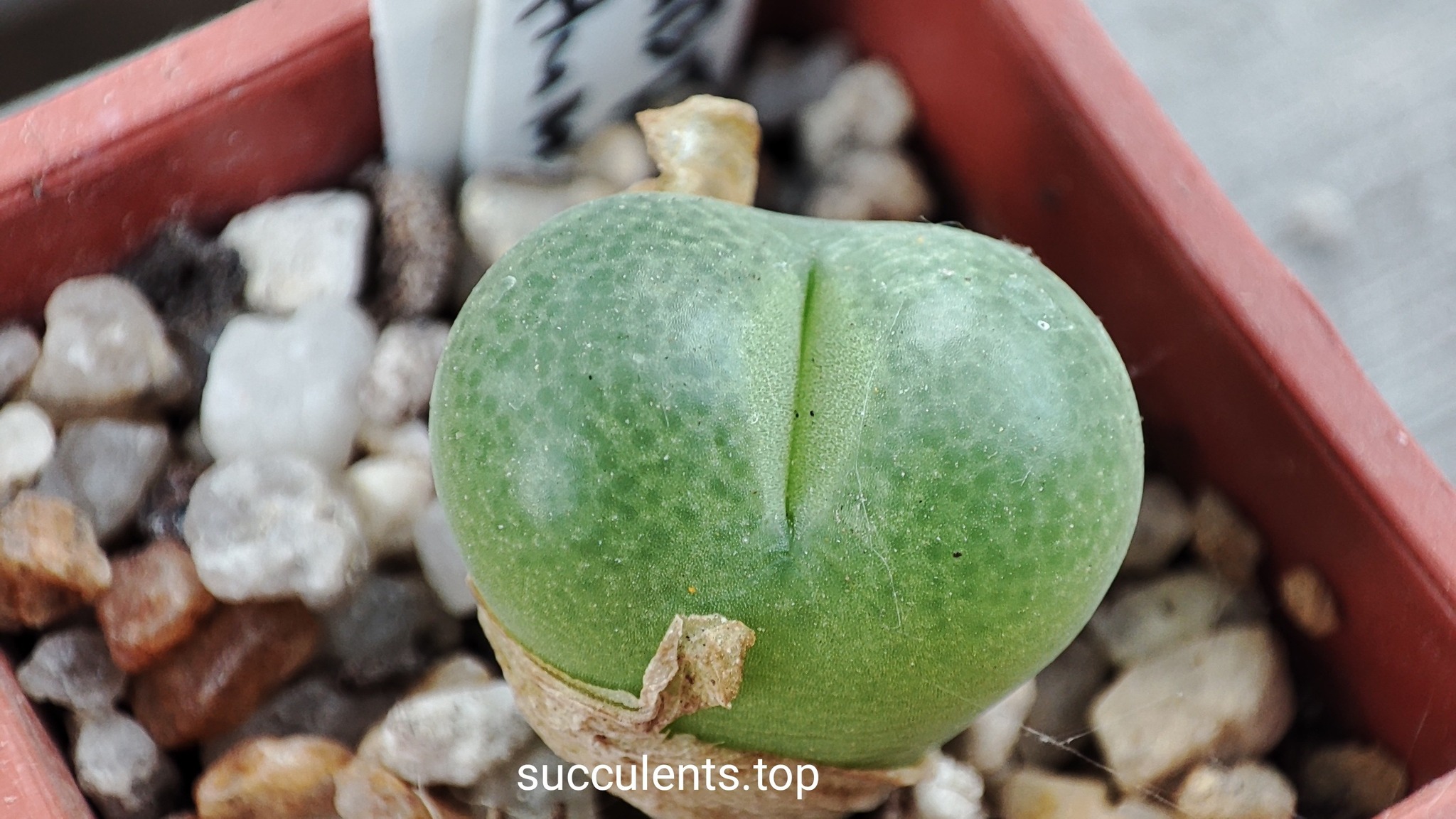 conophytum subfenestratum