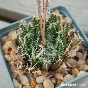 haworthia isomorpha GM560