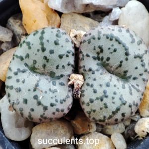 conophytum obcordellum pavellori