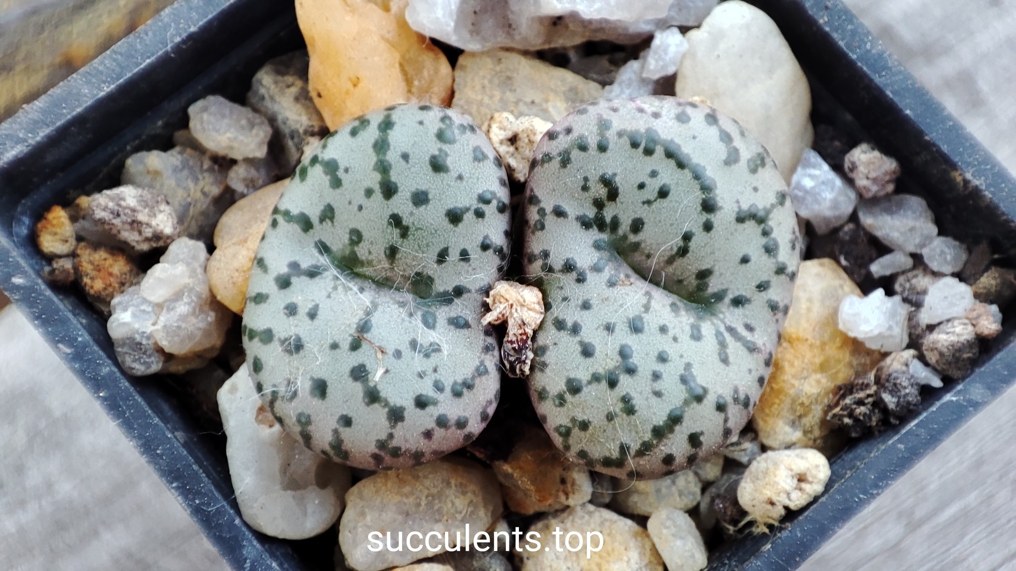 conophytum obcordellum pavellori