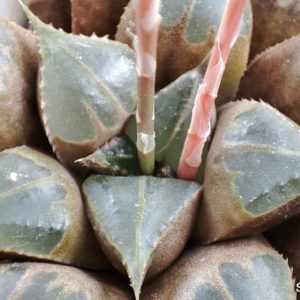 haworthia mirrabilis mundula