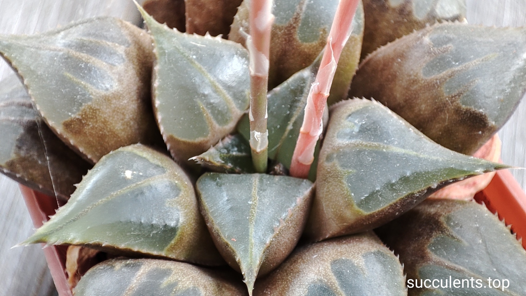 haworthia mirrabilis mundula