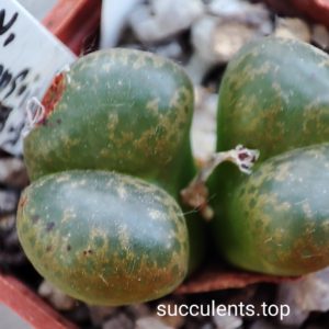 conophytum lithopsoides COP145-3